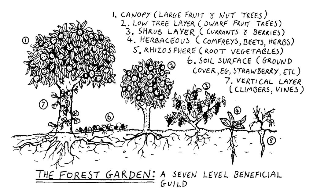 Die 7 Schichten eines Waldgartens